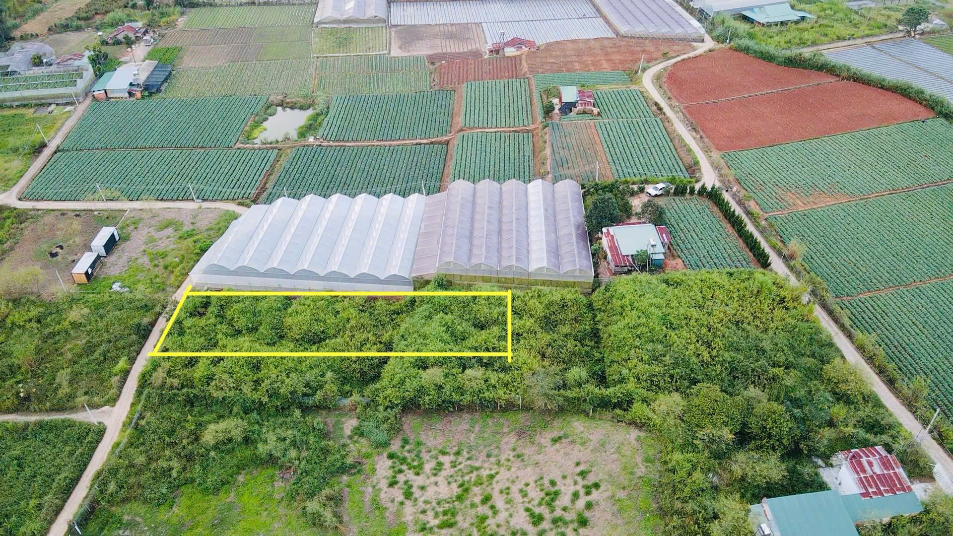 Cần Bán Gấp 1 Lô Sổ Riêng gần 700m2 đường Mimoza - Đà Lạt giá chỉ 2.3 tỷ - Ảnh 1